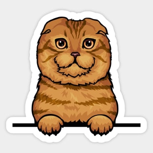 Scottish Fold Cat Sticker